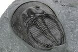 Harpes (Scotoharpes) Trilobite - Boudib, Morocco #227787-4